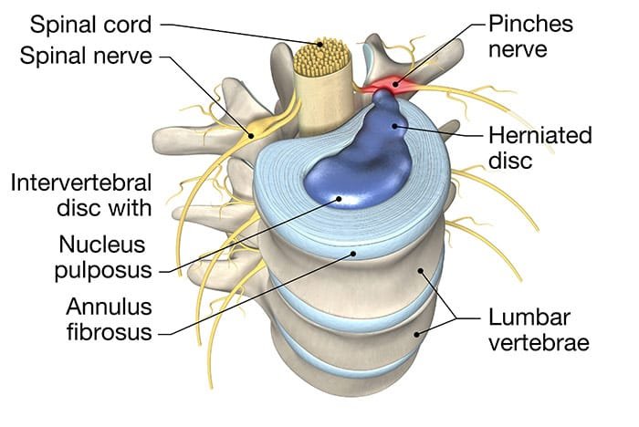Sunset Chiropractic and Wellness. Spinal Discs Have No Blood Supply? The spinal disc is a crucial structure in the vertebral column that provides support, flexibility, and shock absorption to the spine. It is composed of two parts, the annulus fibrosus, which is the tough outer layer, and the nucleus pulposus, which is the gel-like inner core.