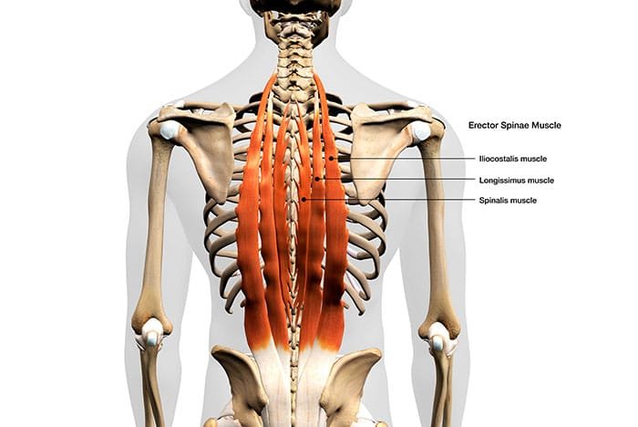 The Human Neck is Part of the Musculoskeletal Core: Cervical Muscles Help Stabilize the Pelvis During Running and Jumping.During locomotion, cervical muscles must be active to stabilize the head as the body accelerates and decelerates